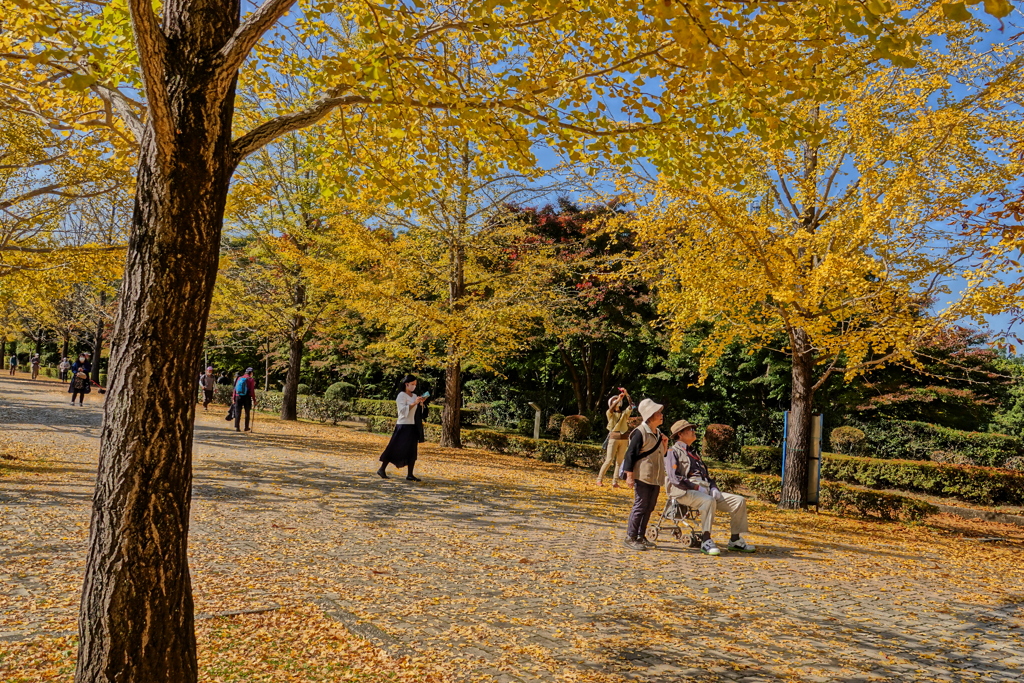 紅葉の道を散歩