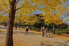 紅葉の道を散歩
