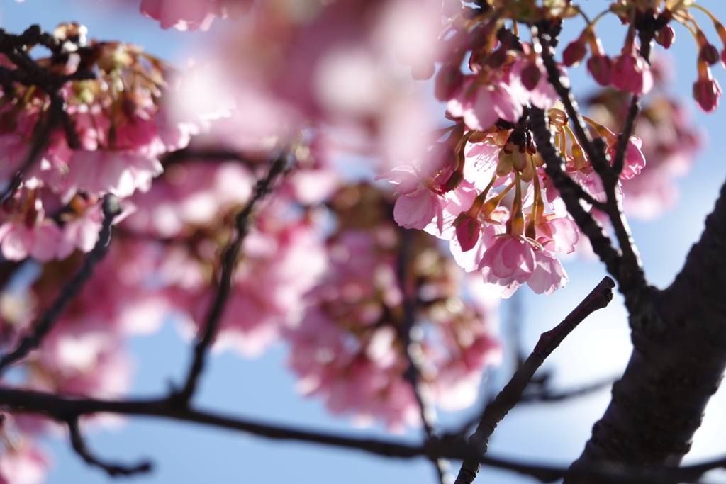 桜を照らす