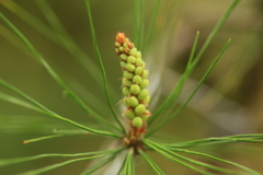 松の新芽１