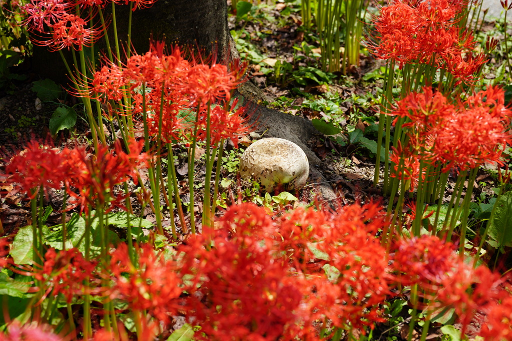 彼岸花の中にオニフスベ