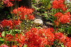 彼岸花の中にオニフスベ