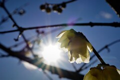 太陽に照らされて