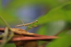 カマキリ