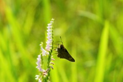 人気の花ですね～♪♪