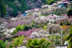 花桃の郷