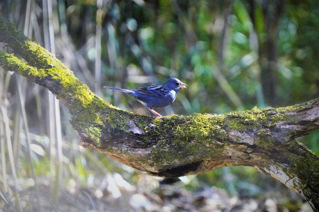クロジの餌食べ