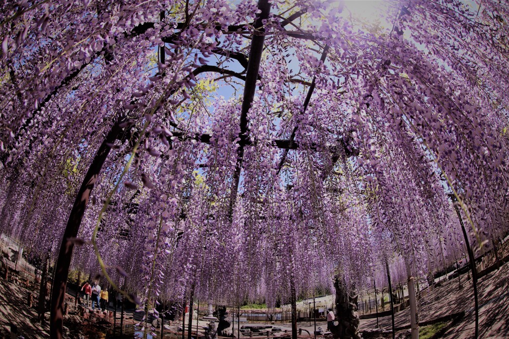 藤棚を魚が見たら