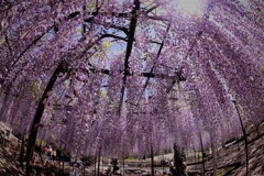 藤棚を魚が見たら