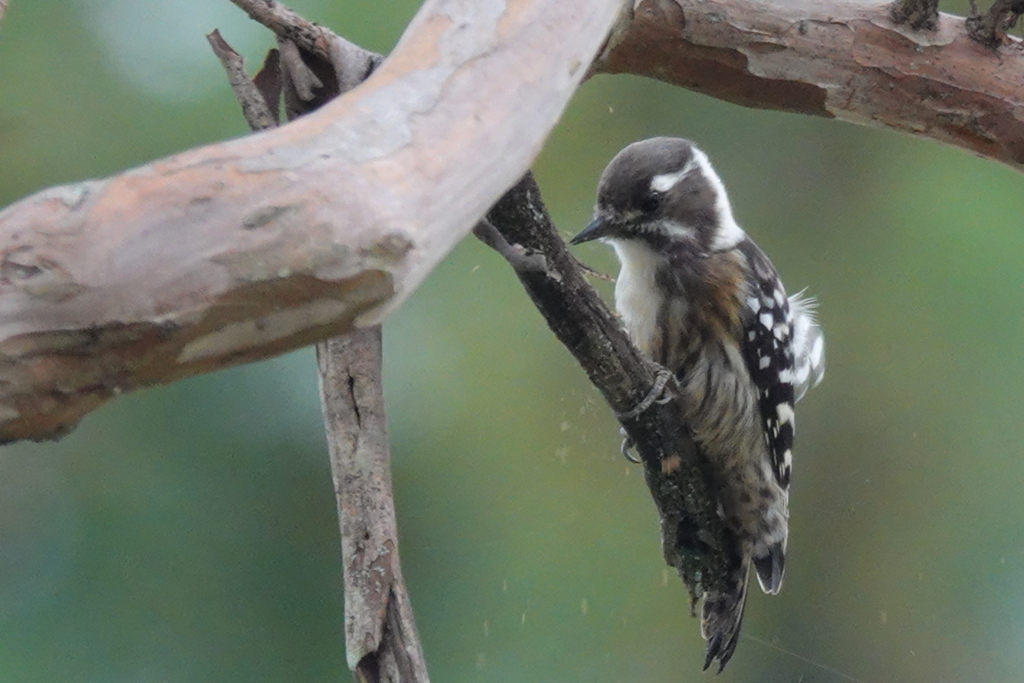 木に穴をあけたらアカン