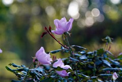 秋の日差しの中