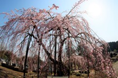 枝垂れ桜