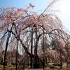 枝垂れ桜