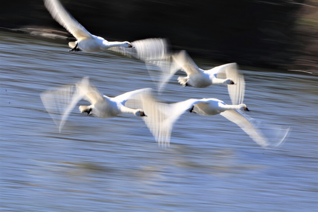 白鳥の北帰行