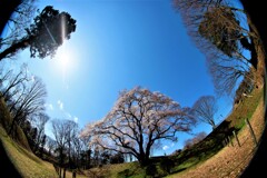 エドヒガン桜３