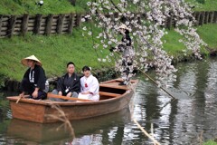 格別の桜見物