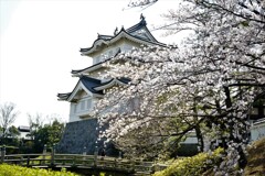 城の周りに桜