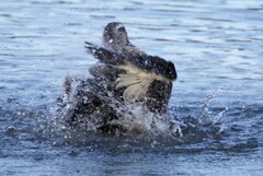 鴨の水浴び
