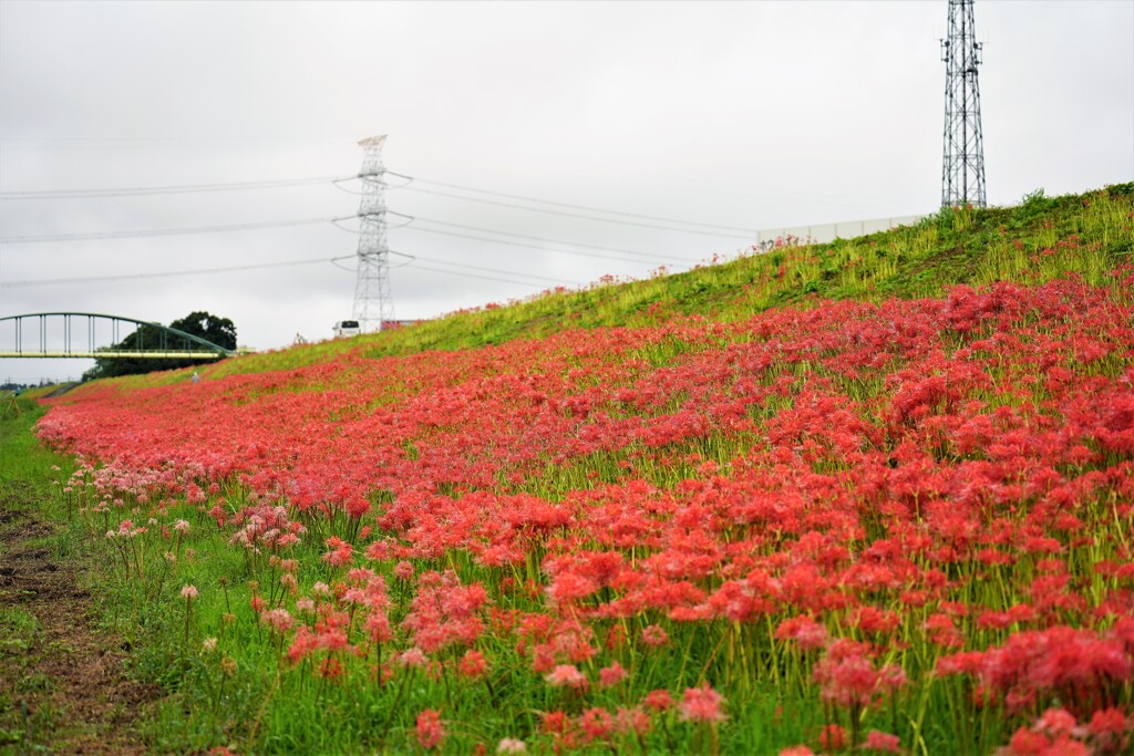 土手の彼岸花