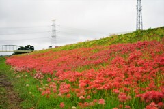 土手の彼岸花