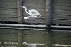 見せつけるように飛ぶ