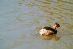 何時も１羽で行動