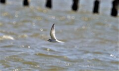 風に流されながら飛ぶ