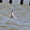 風に流されながら飛ぶ