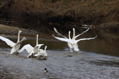 白鳥の踊り