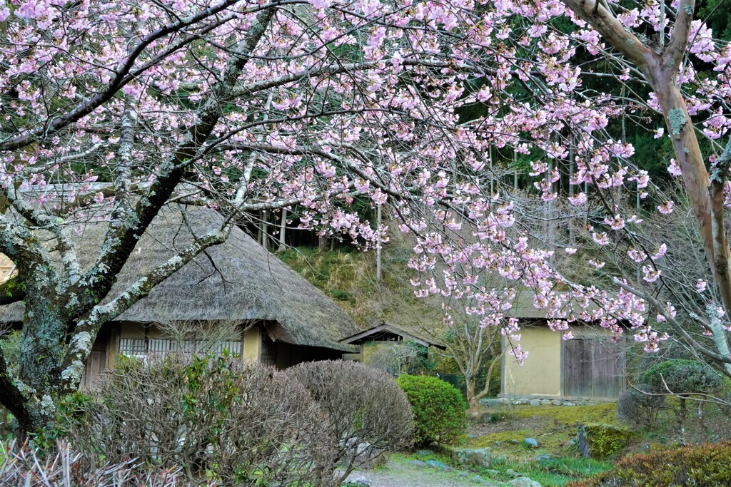 桜と藁ぶき屋根