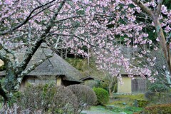 桜と藁ぶき屋根