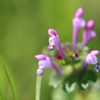 野の花