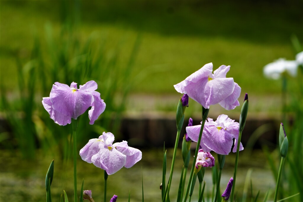花菖蒲の季節