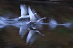 白鳥の流し撮り２