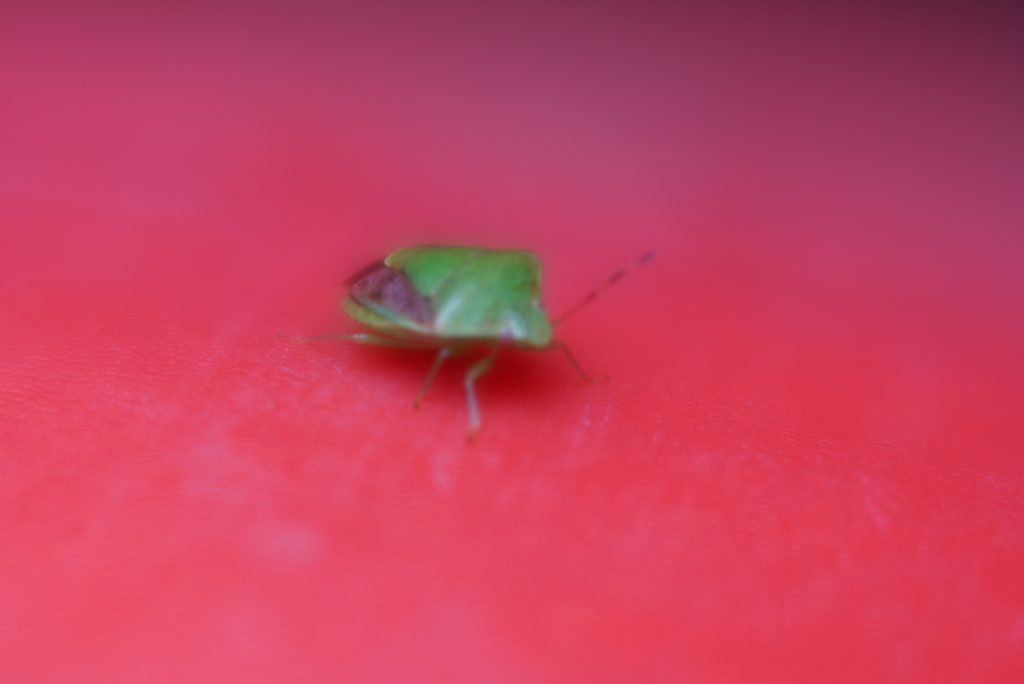 カメムシ