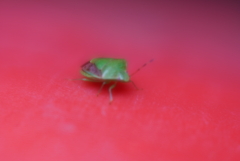 カメムシ