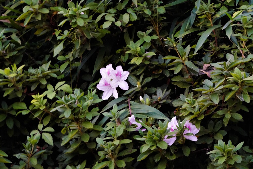 ツツジ（狂い咲き？）