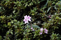 ツツジ（狂い咲き？）