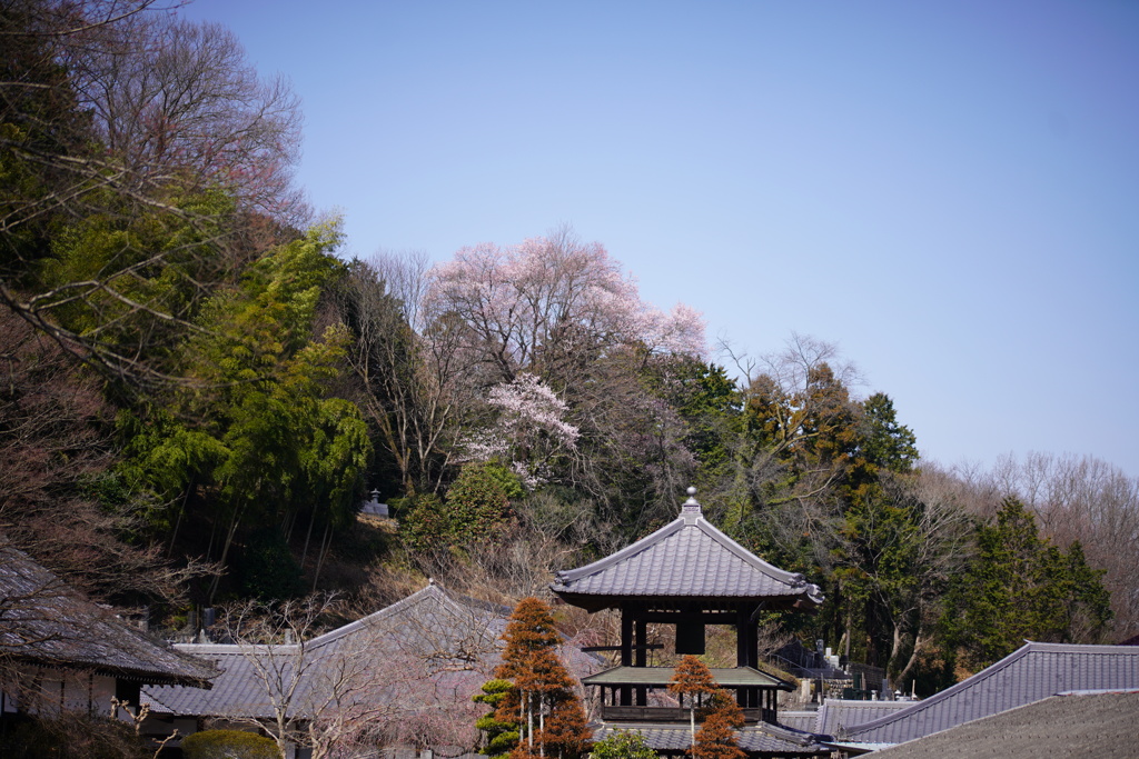 寺と桜