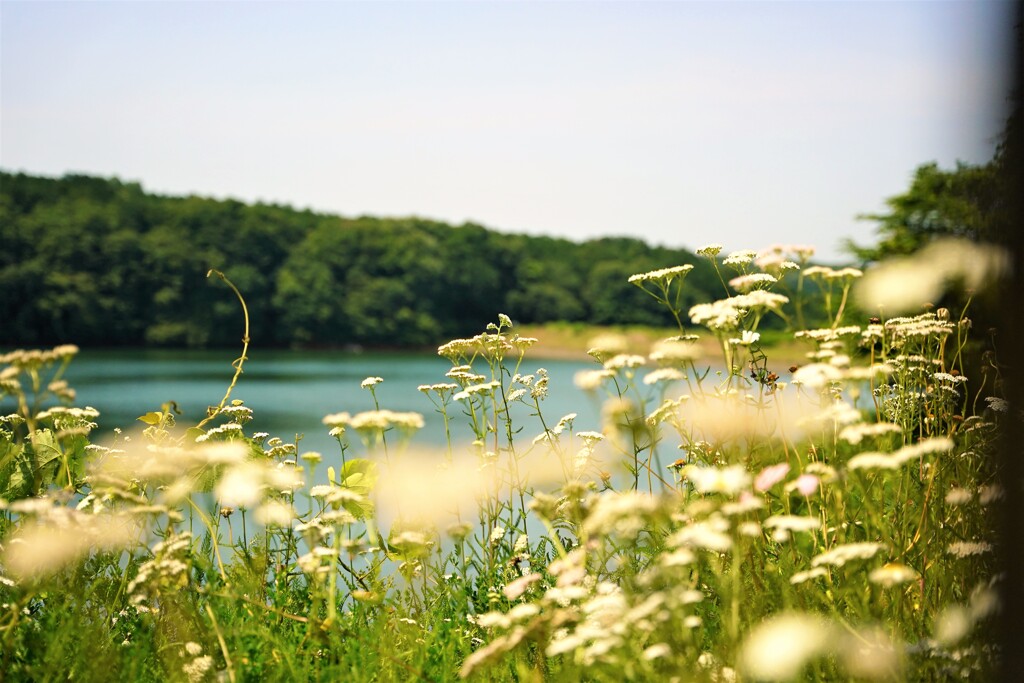 湖の畔に咲く花