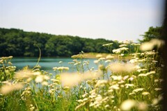 湖の畔に咲く花