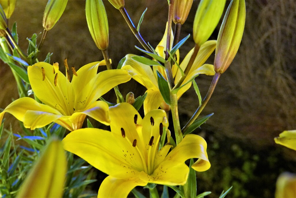 百合