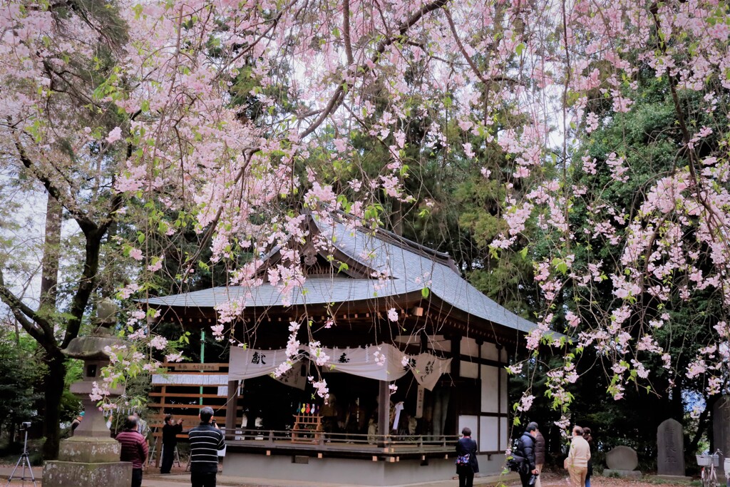 桜越しに神楽殿