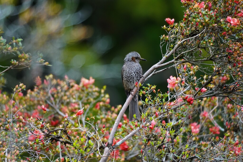 花に鳥