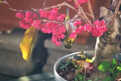 メジロがマユミの実を