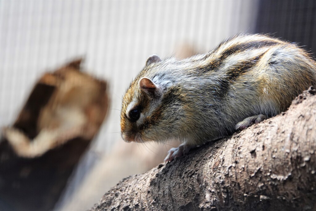 シマリス２