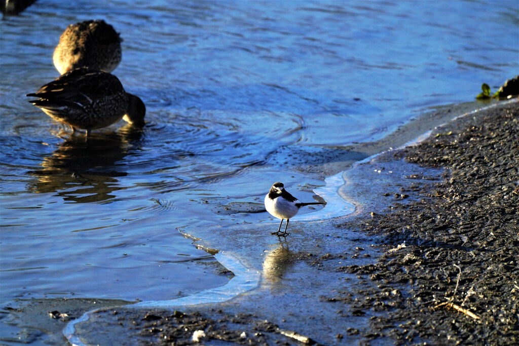 氷の上でセキレイ