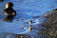 氷の上でセキレイ