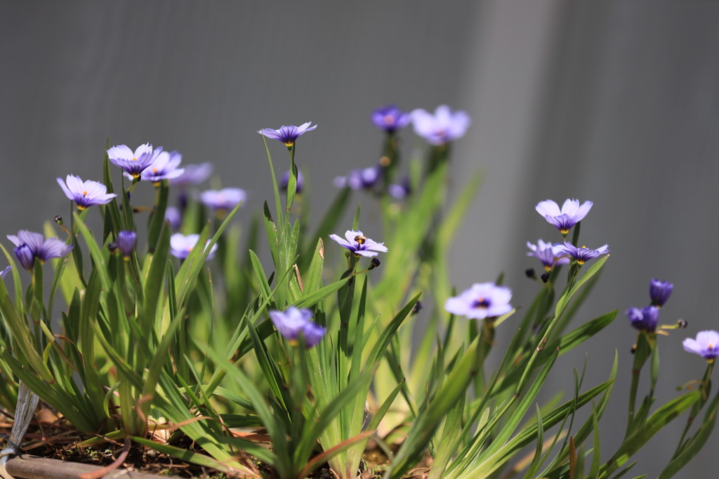 シシリンチューム