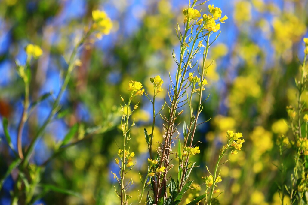 土手の菜の花